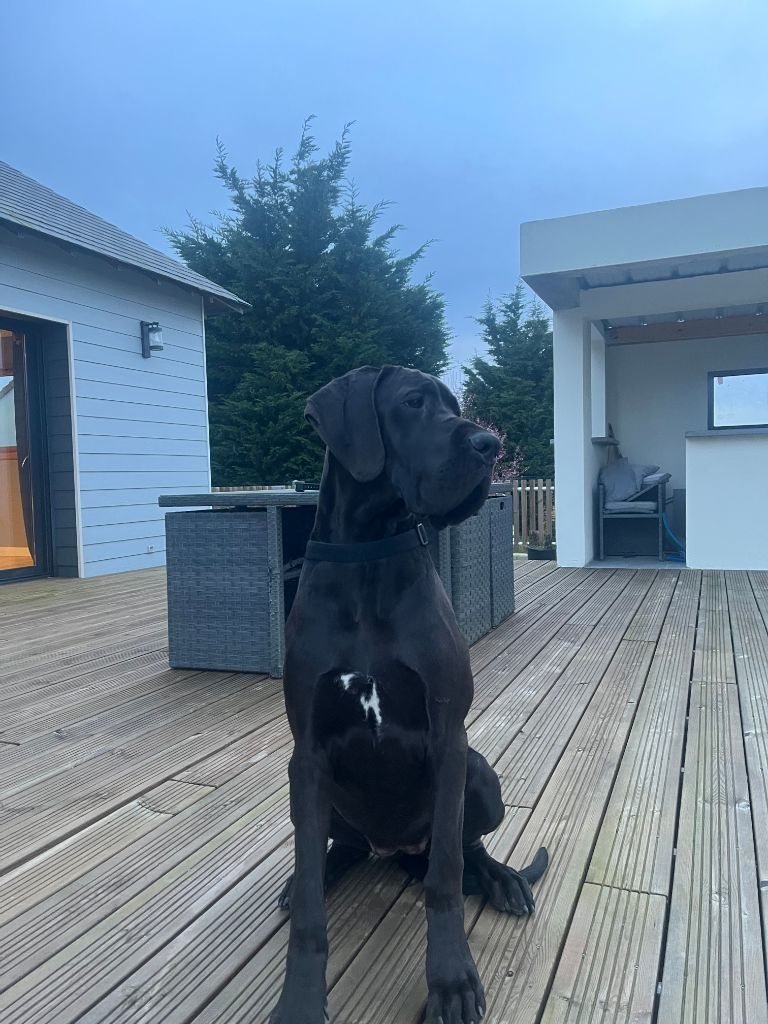 Dogue Allemand bleu