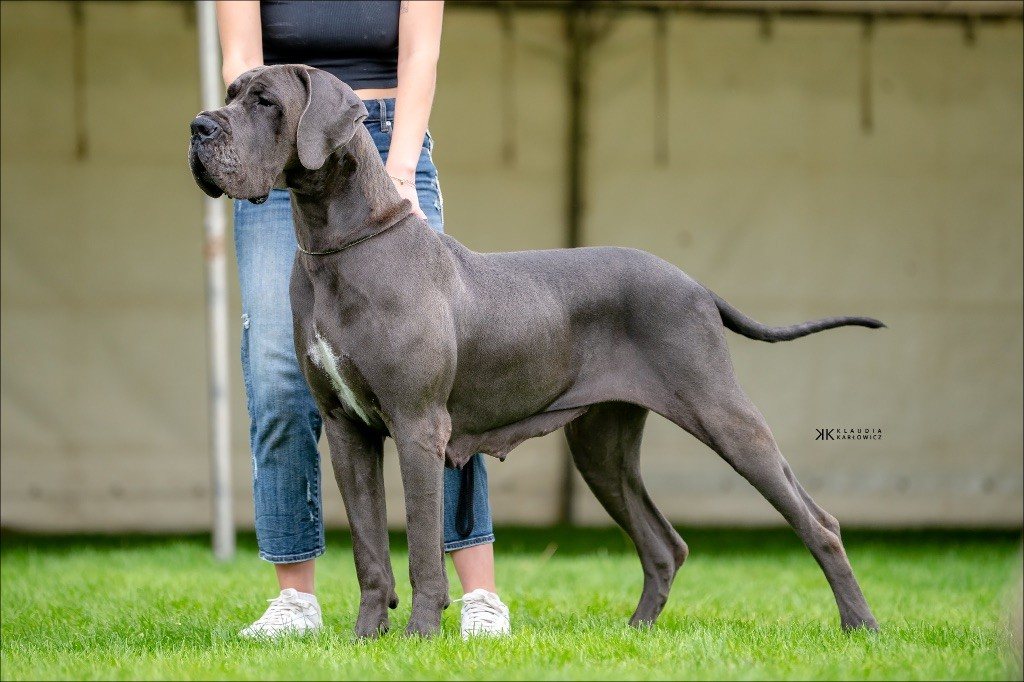 Amaya Des Terres de Phelyzia
